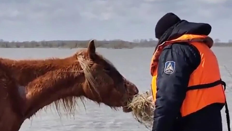 Табун лошадей спасли от наводнения в Тюменской области