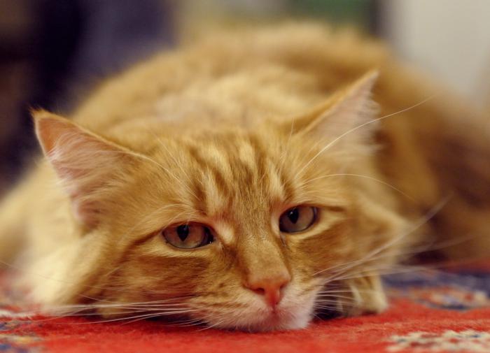 Рыжий кот Нуранг стал звездой в аэропорте Бангкока